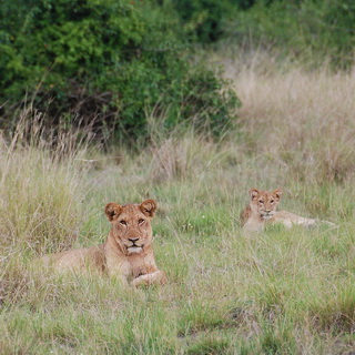Queen Elizabeth - Lions